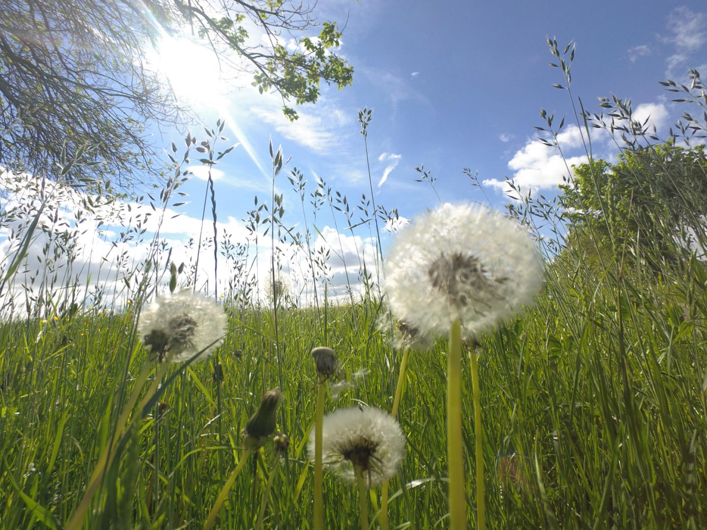 Pusteblume am Wegesrand